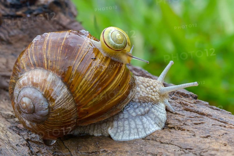 Banded snails, cepaea, cepaea nemoralis, grove snail, hornworm snail, helicidae, helix pomatia, snails, black-mouthed banded snail, gastropod, mollusca, snails, snails, snails, molluscs