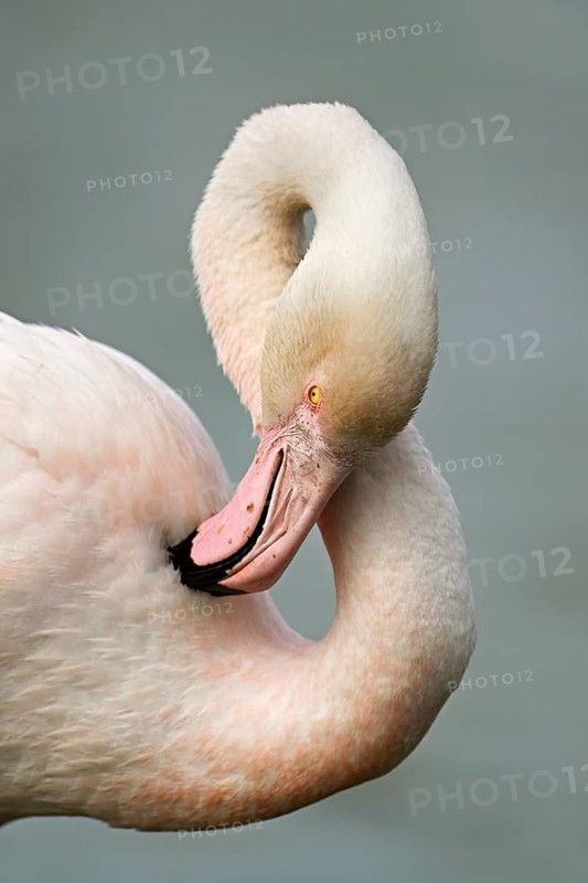 Pink flamingo (Phoenicopterus roseus), preening its feathers, Camargue Regional Nature Park, southern France