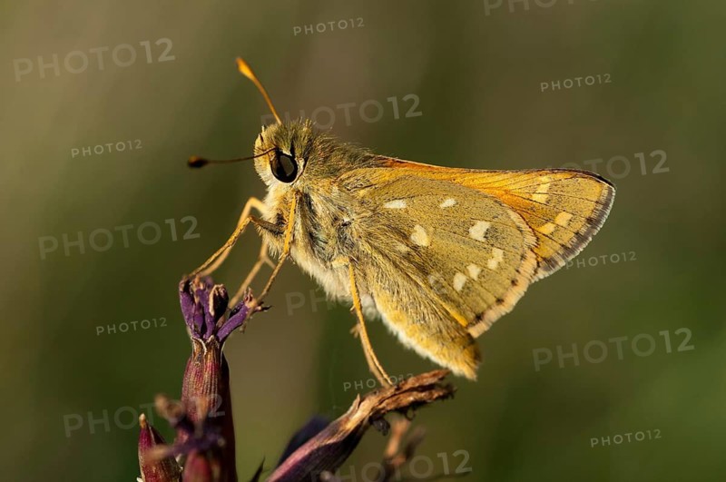 Hesperia comma, comma butterfly, silver-spotted skipper, butterfly, insects, butterfly, butterflies