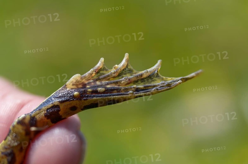 Callus internus, common water frog, edible frog, metatarsal tubercle, pelophylax esculentus, pelophylax kl. esculentus, prehallux, rana kl. esculenta, pond frog, amphibians, heel hump, frog, frog, amphibians, frogs, amphibians, metatarsal tubercle