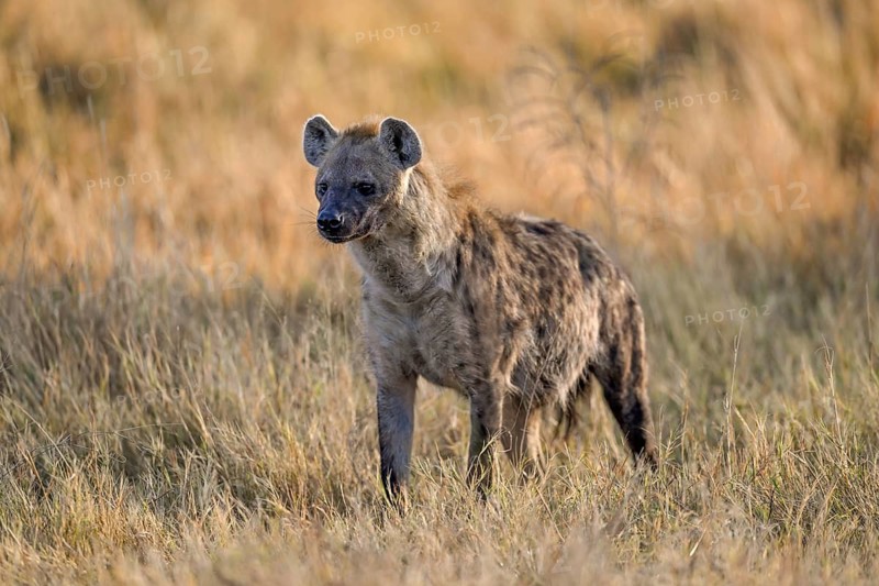 Spotted hyena (Crocuta crocuta) near Atzaró Camp, Okavango Delta, North-West District, Botswana