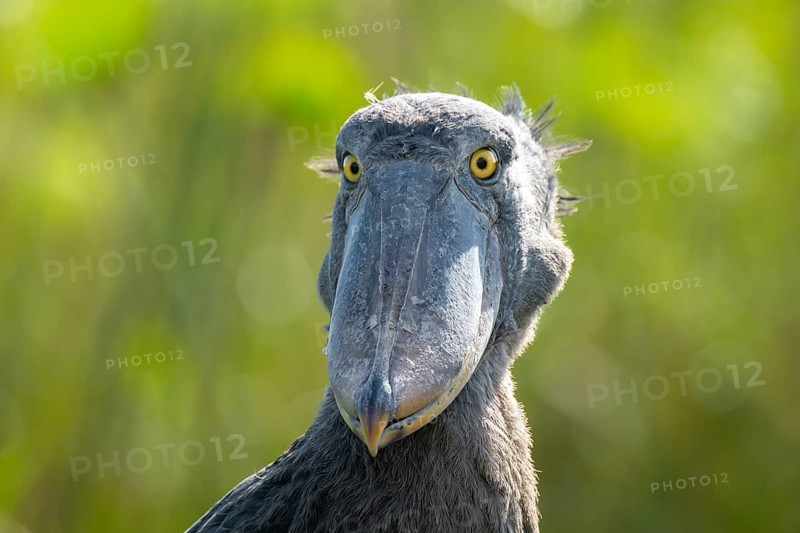 Shoebill (Balaeniceps rex), juvenile, animal portrait, swamps of Mabamba, Lake Victoria, Uganda
