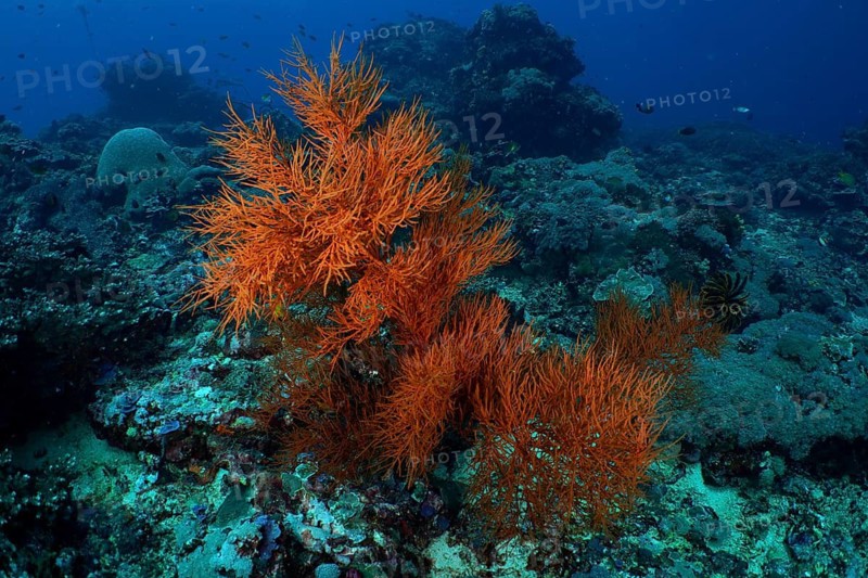 Bright orange coral fans, Black coral (Antipathes dichotoma), spread across a diverse underwater habitat at the Toyapakeh dive site, Nusa Ceningan, Nusa Penida, Bali, Indonesia