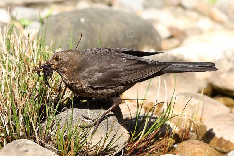 Blackbird (Turdus merula) female collects material for nest building at the garden pond, Allgäu, Bavaria, Germany