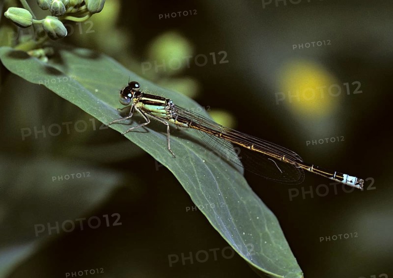 Ischnura Pumilio, Little Dragonfly, Scarce Blue-tailed Damselfly, Damselflies, Dragonflies, Insects, Leo, Dragonflies, Male, Odonata, Zygoptera