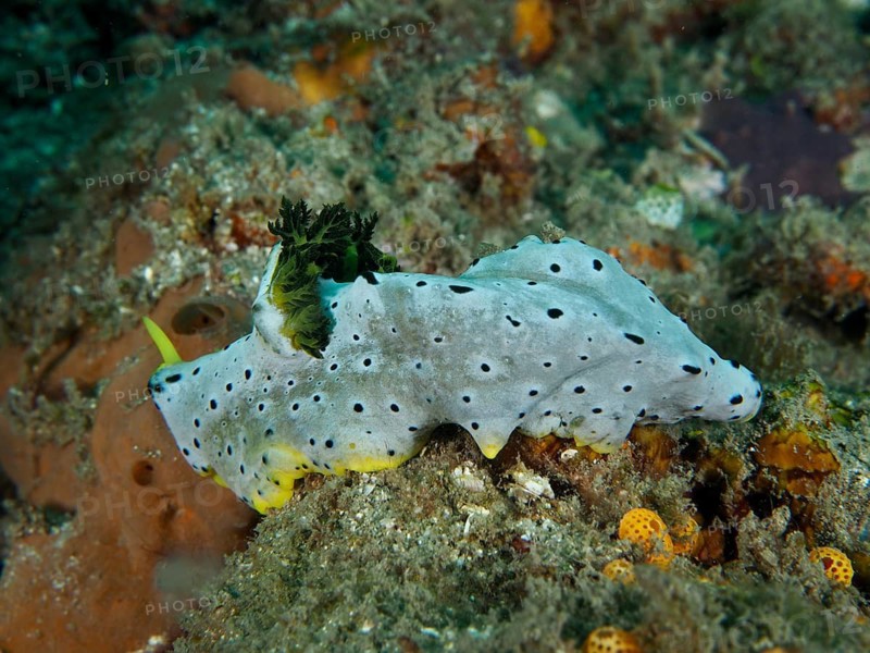 A nudibranch with green and yellow speckled skin, the Grey Banana Nudibranch (Notodoris serenae), on sandy seabed, at the Gondol Reef dive site, Gondol, Bali, Indonesia