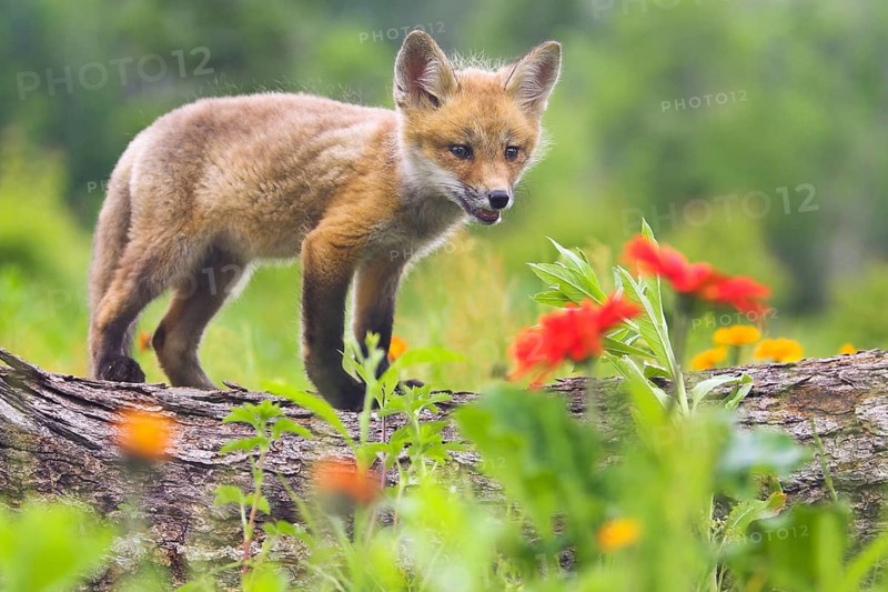 Red fox (Vulpes vulpes), Minnesota, USA. A young fox stands curiously on a tree trunk, surrounded by colourful flowers in bloom