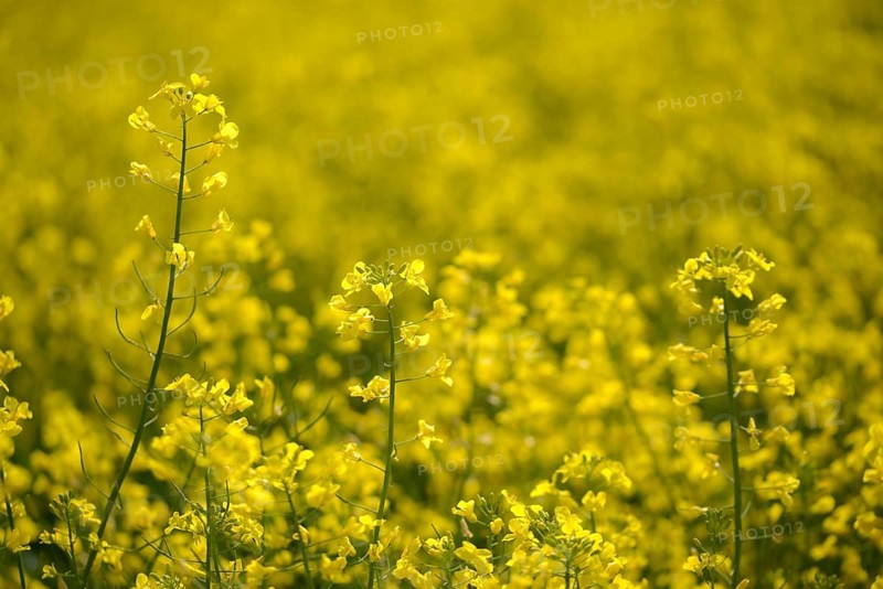 Brassica napus, brassicaceae, cruciferous vegetables, rapeseed, flora, intensive agriculture, plants, rapeseed field