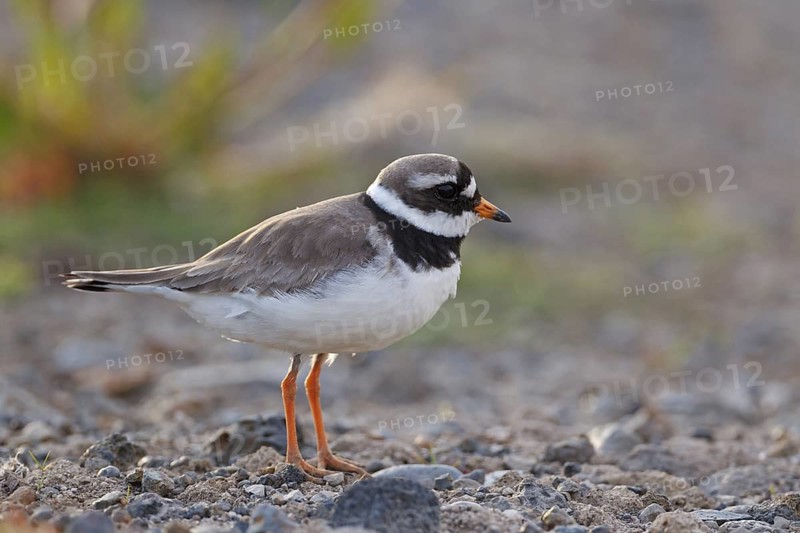 Common Ringed Plover (Charadrius hiaticula), Iceland