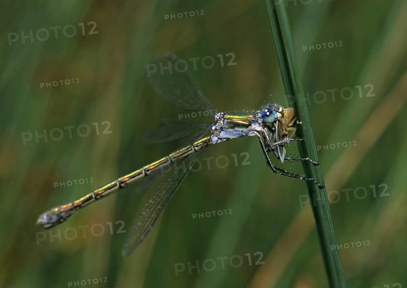Ruismaid, common spreadwing, emerald damselfly, common ruismaid, green lestes, lestes sponsa, prey, capture, damselflies, dragonflies, female, ingestion, insects, leo, dragonflies, feeding, odonata, female, zygoptera