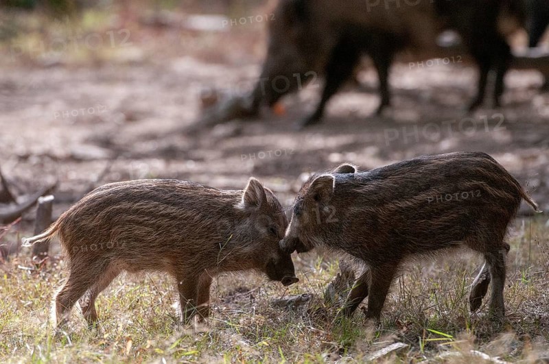 Artiodactyla, even-toed ungulate, cloven-hoofed, wild boar, wild boar, newbie, mammals, mammals