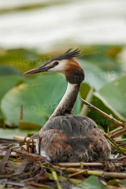 Great crested grebe, podiceps cristatus, birds, grebe, high size, portrait, grebe, podicipedidae, divers, birds, waterbirds, waterbirds