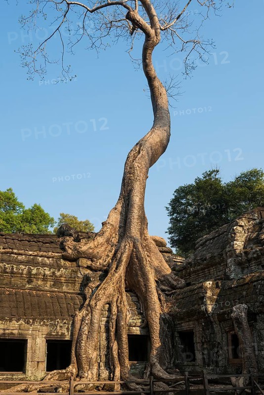 Ta Prohm, Angkor Wat, Angkor, UNESCO World Heritage Site, Siem Reap, Cambodia, Indochina, Southeast Asia
