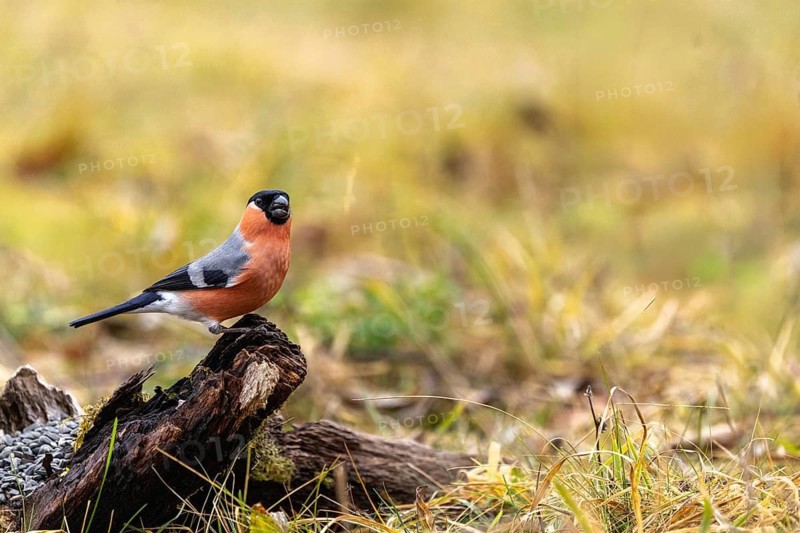 A bullfinch perched on a branch in a meadow, surrounded by autumnal scenery and grasses, a male bullfinch (Pyrrhula pyrrhula) on a tree trunk, Baden-Württemberg, Germany