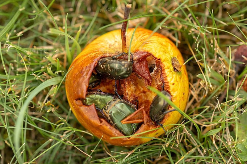 Several rose chafer beetles (Cetoniinae) feeding on an apple (Malus), Ternitz, Lower Austria, Austria