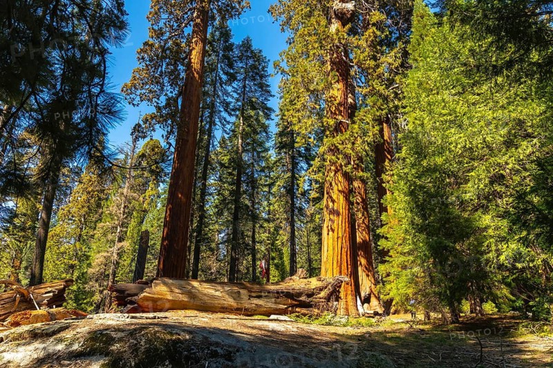 Giant sequoia trees reaching high into a bright blue sky, with sunshine illuminating green foliage, forest floor, and a fallen log on an elevated natural rock formation