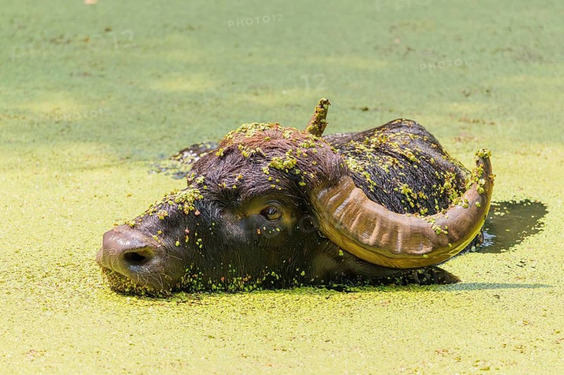 A water buffalo (Bubalus bubalis) swims in a pond covered with duckweed (Lemnoideae). Its head and body are covered with duckweed. Czech Republic