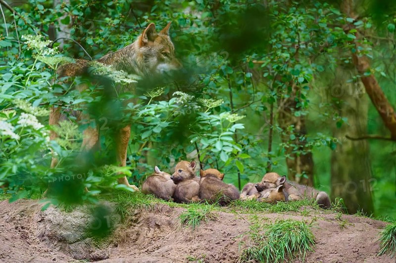 A wolf stands over a group of pups resting in a green, wooded setting, Wolf (Canis lupus), Germany