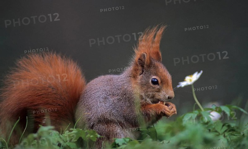 Squirrels, rodents, rodentia, sciurus vulgaris, squirrel, spring, mammals, rodents, jump, mammals