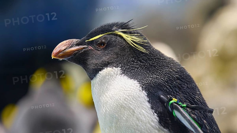 Close-up of a penguin with yellow streaks on its head, Planet Penguin, Penguin (Spheniscidae), Loro Parque, Puerto de la Cruz, Tenerife, Canary Islands, Spain