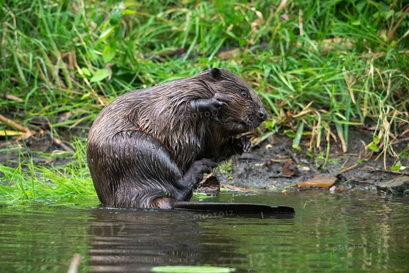 Beaver, castor fiber albicus, elbe beaver, Eurasian beaver, European beaver, rodents, rodentia, beaver, mammals, rodents, mammals
