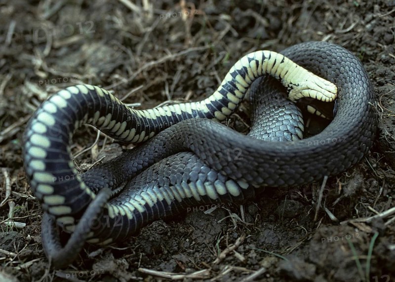 Grass Snake, Natrix Natrix, Grass Snake, Critters, Reptilia, Reptilia, Ringed Snakes, Snakes, Dead Snakes, Water Snakes