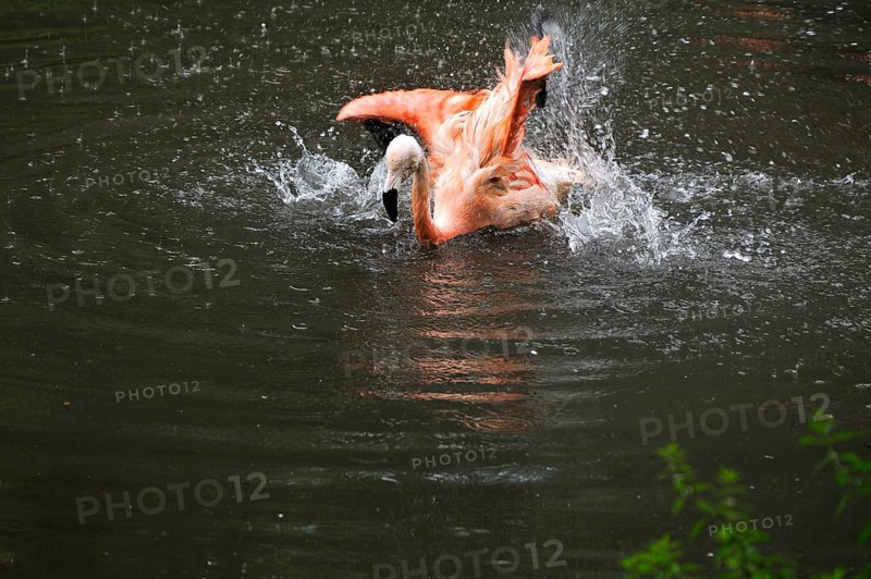 A red flamingo, or Cuban flamingo (Phoenicopterus ruber), preens its plumage in the water, Nuremberg Zoo, Am Tiergarten 30, Nuremberg, Middle Franconia, Bavaria, Germany