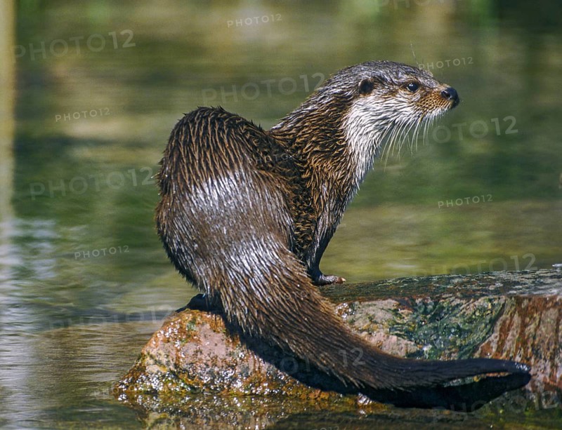 Carnivora, Eurasian otters, Lutra Lutra, predators, mammals, martens, raptors, mammals
