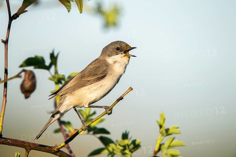 Rattleswarbler, Lesser Whitethroat, Sylvia Curruca, Birds, Call, Song, Passeri, Call, Singing, Songbirds, Birds, Warbler