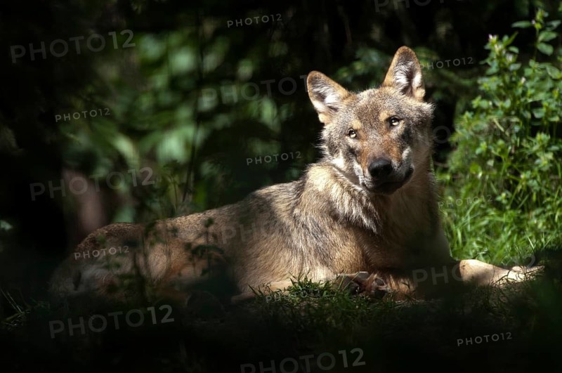 Canis lupus, carnivora, predators, wolves, mammals, raptors, mammals