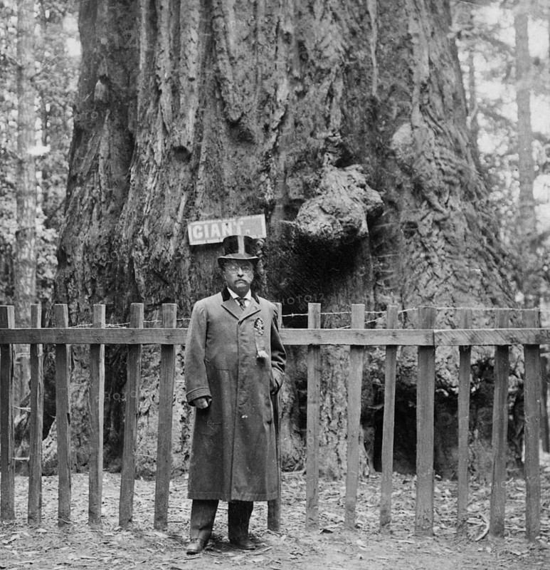 18 July 1903: US President Theodore Roosevelt poses in front of the ‘Forest King' sequoia (Sequoiadendron giganteum), a historic giant sequoia, at Big Tree Grove, Santa Cruz, California, USA