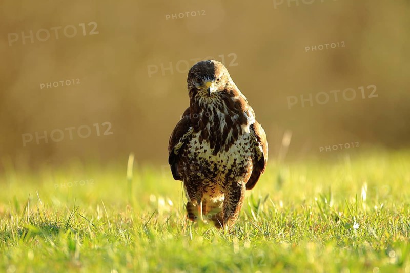 A buzzard moves across a meadow in warm light, bathed in the golden evening sun, a common buzzard (Buteo buteo), a fully-grown bird of prey in a field, Baden-Württemberg