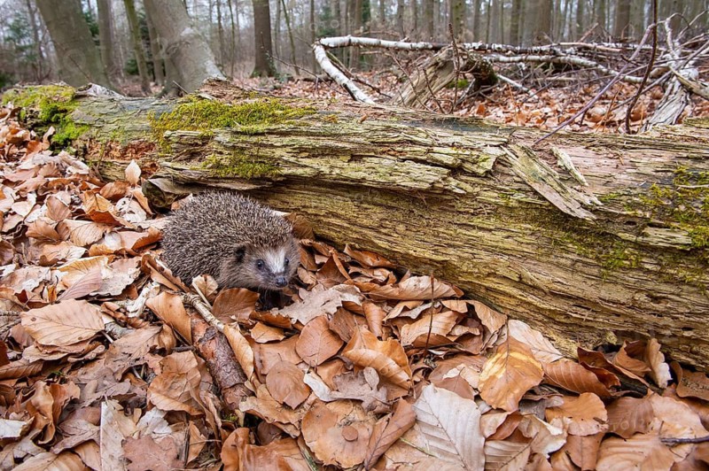 Hedgehog (Erinaceidae) on the forest floor looking for winter quarters, Cloppenburg, Lower Saxony, Germany