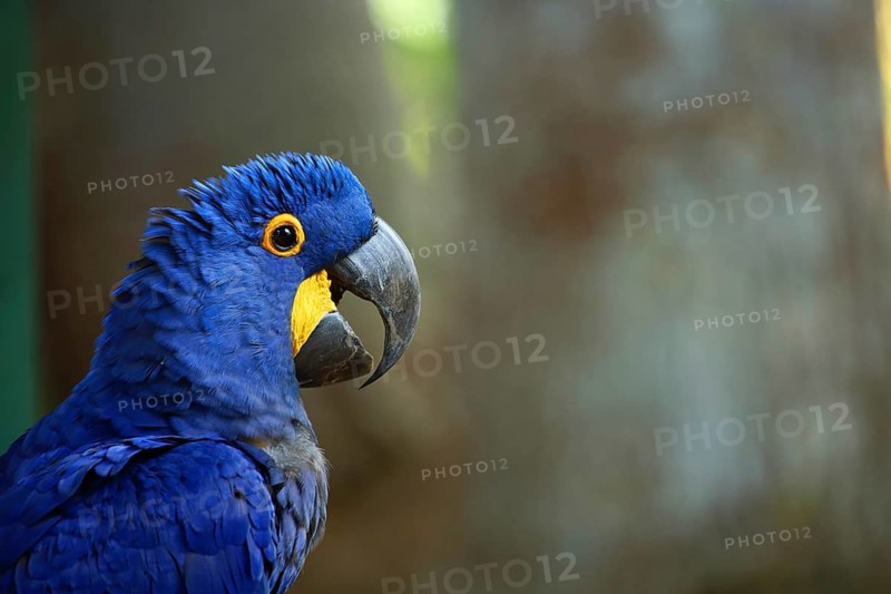 Close-up of a blue hyacinth macaw with a striking yellow eye in its natural habitat, a spoonbill (Cochlearius cochlearius) perched in a tree, in captivity, Germany