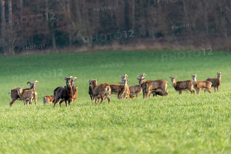 Artiodactyla, even-toed ungulate, mouflon, mouflon, mouflon, ovis gmelini musimon, cloven-hoofed, mammals, sheep, mammals, game