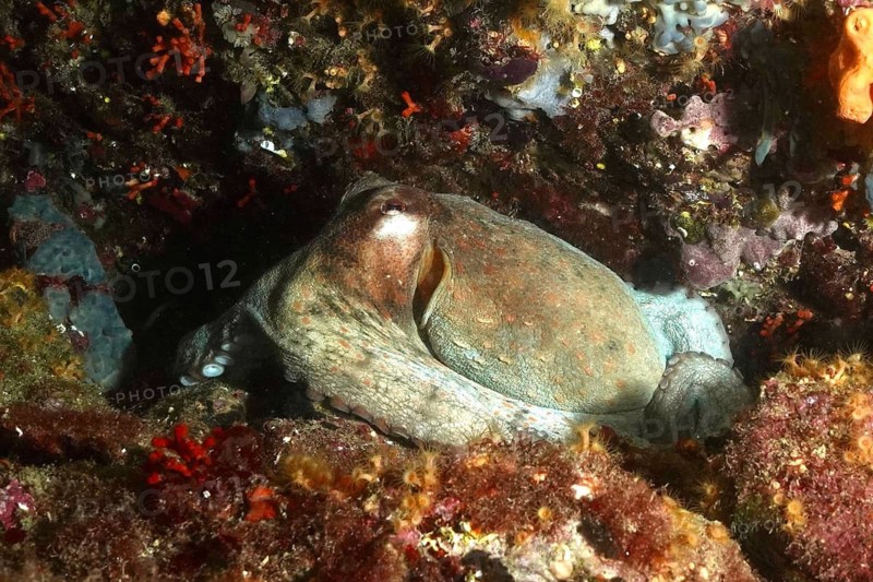 A Common Octopus (Octopus vulgaris) is hiding amongst colourful rocks in the sea, at the Cap de Creus Marine Reserve dive site, Rosas, Costa Brava, Spain, Mediterranean Sea