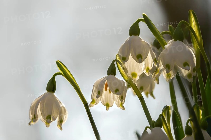 Amaryllidaceae, spring knot flower, leucojum vernum, fairy tale cup, daffodil, flora, spring, plants, spring, spring snowflake