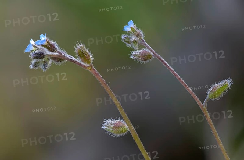 Early forget-me-not, hill forget-me-not, myosotis ramosissima, rough forget-me-not, forget-me-not, flora, plants, plants