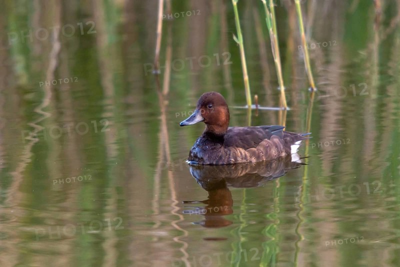 Aythya Nyroca, Ferruginous Duck, Granelli, Italy, Pantano Longarini Lagoon, Moor Duck, Pantani Cuba and Longarini, Migratory Bird Sanctuary Pantani Cuba & Longarini, Anatidae, Birds, Common White-Eye, Ducks, Ducks, Duckbirds, Ferruginous Pochard, Italy, Sicily, Foundation for Biodiversity, Birds, Waterbirds, Waterbirds, white-eyed pochard