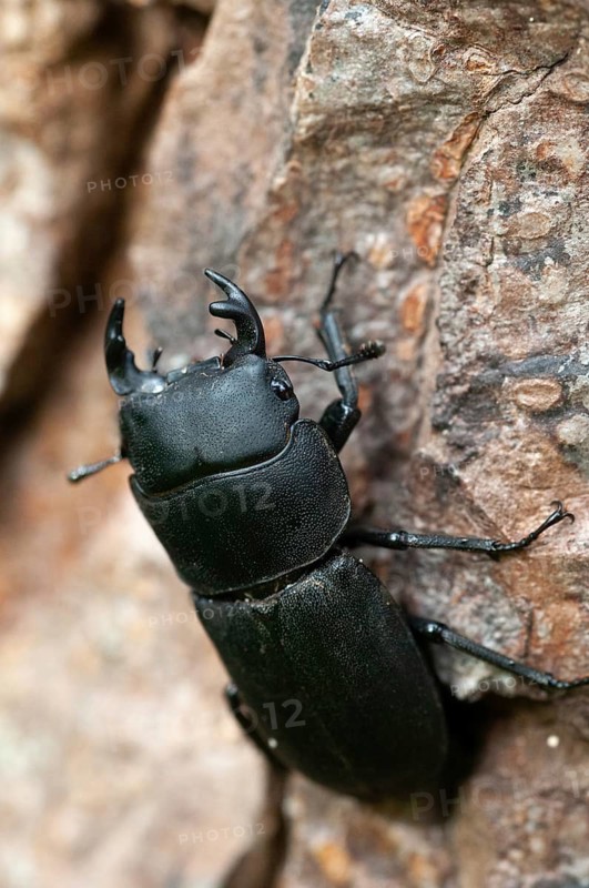 Barkschröter, Dorcus parallelipipedus, Lesser stag beetle, dwarf stag beetle, beetle, Coleoptera, high size, portrait format, insects, beetles, males, males