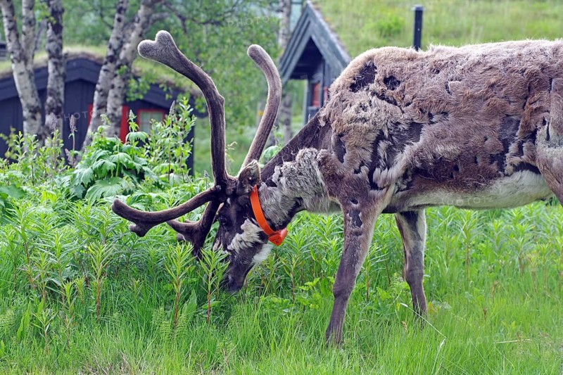 A reindeer grazes in the summer forest, Gjendersheim, Jotunheimen, Norway