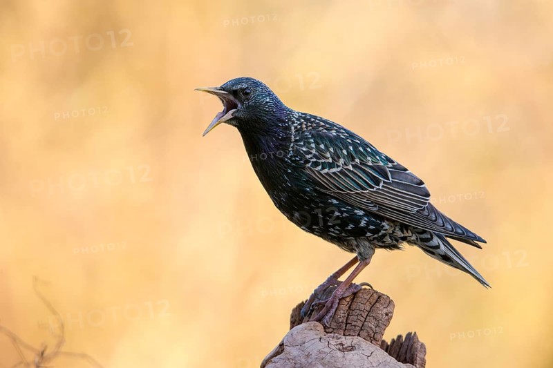 Star, Starling, Sturnus Vulgaris, Birds, Call, Song, Passeri, Call, Singing, Songbirds, Birds