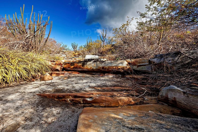Rocky path in a dry landscape covered with cacti, the thornshrub savanna in the Caatinga countryside in the federal states of Pernambuco and Bahia in Brazil
