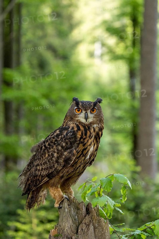 Eurasian Eagle-owl perched on a tree stump, surrounded by the bright green light of the forest, a natural setting, the eagle owl (Bubo bubo) sits alert on a tree trunk at the edge of the forest, Bohemian Forest, Czech Republic