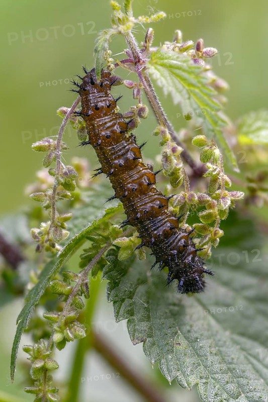 Admiral, nettle, large stinging nettle, red admiral, urtica dioica, urticaceae, Vanessa Atalanta, nettle, butterfly, common nettle, flora, high size, portrait format, inchworm, insects, nettle, nettle leaf, plants, caterpillar, butterflies, stinging nettle, butterflies, stinging nettle, butterflies, stinging nettle, butterflies