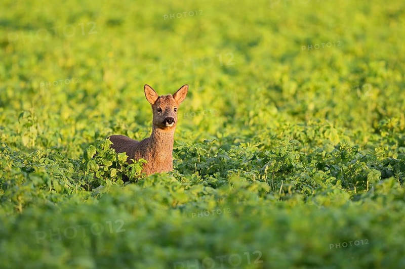 European roe deer (Capreolus capreolus), young roebuck, North Rhine-Westphalia, Germany