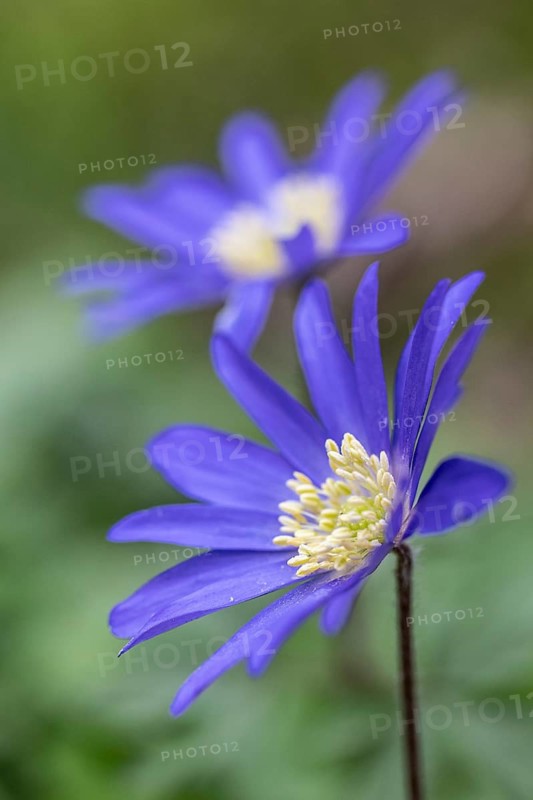 Balkan anemone (Anemone blanda), Rhineland-Palatinate, Germany