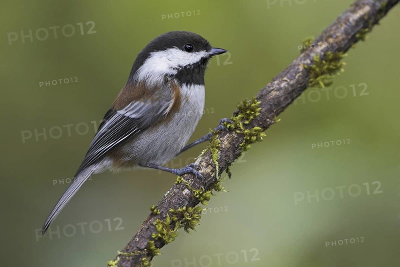Chestnut-backed Chickadee (Poecile rufescens), British Columbia, Canada