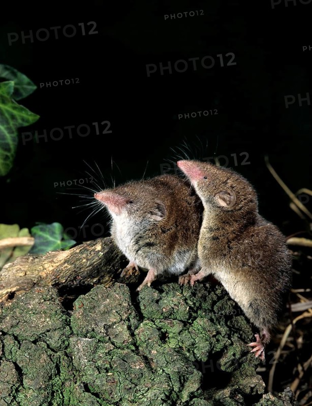 Crocidura russula, greater white-toothed shrew, house shrew, insectivora, insectivora, insectivora, high size, vertical format, mammals, shrew, mammals