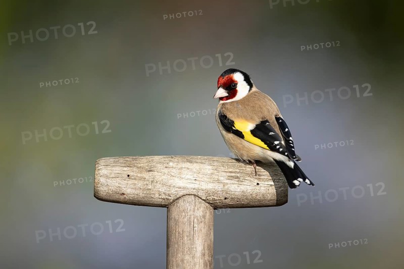 European goldfinch (Carduelis carduelis) adult garden bird on a fork handle, England, United Kingdom